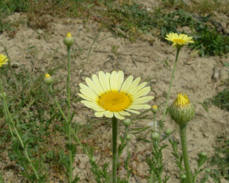 Chrysantemum 2 - Glebionis coronaria